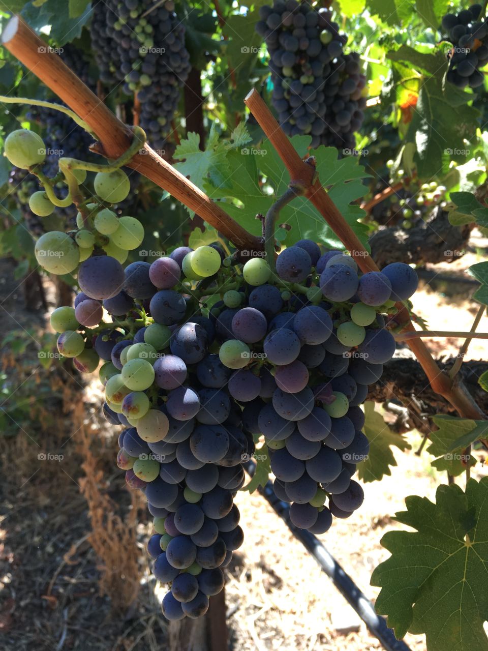 Purple and green grapes