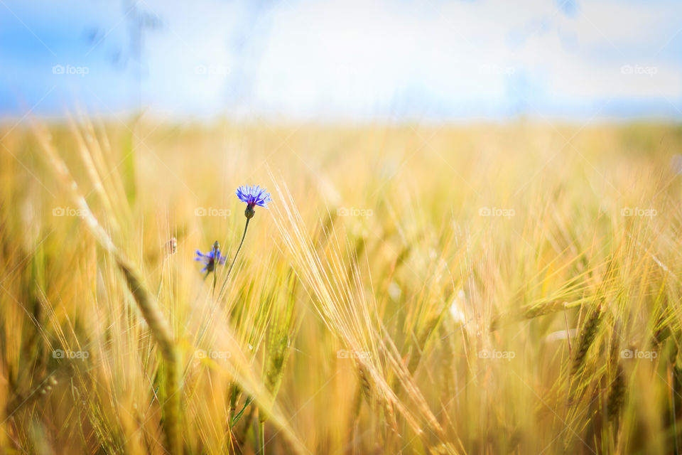 Cornflowers on rye field