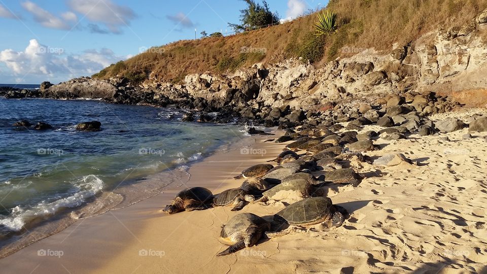 Turtles resting on a sandy beach
