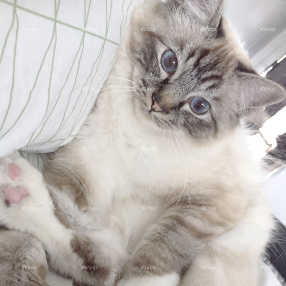 Kitten . Sacred birman kitten with crystal blue eyes 