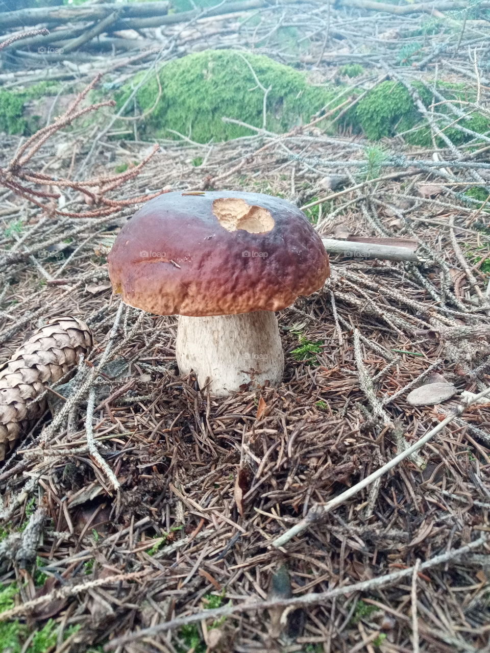 mushroom
