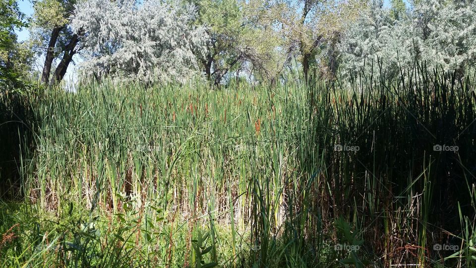 Cattails and Russian Olives