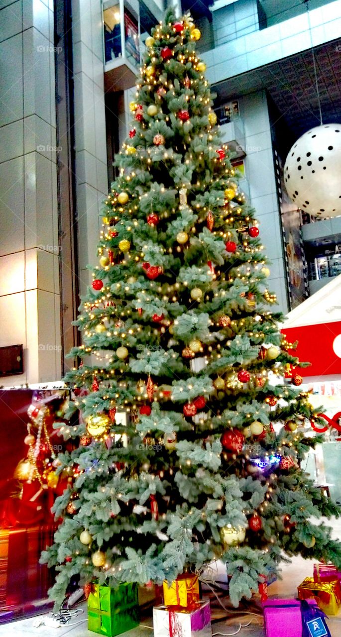 Christmas, Christmas Tree, Decoration, Celebration, Winter