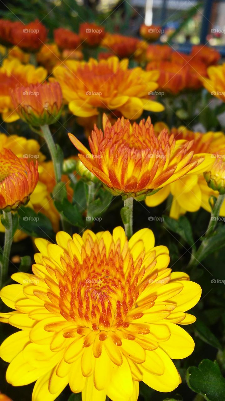 Nature, Flower, Flora, Garden, Petal