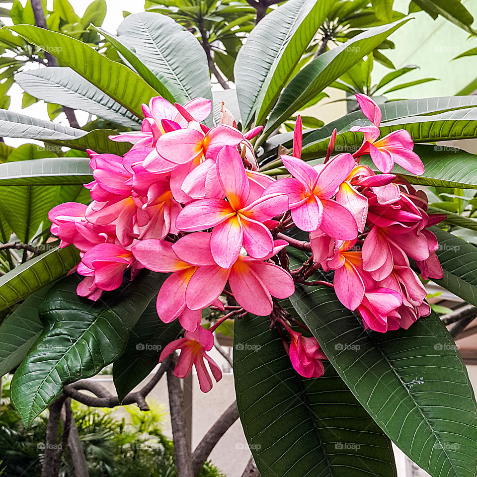 Close-up of flowers