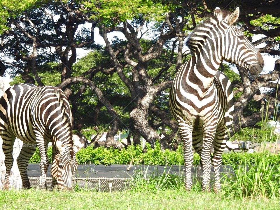 Zebra. Honolulu zoo