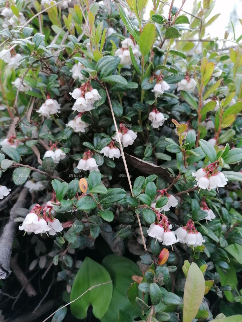 This fall will be a good lingonberry harvest. There are so many beautiful flowers in the woods. Image of nature does not need a filter.