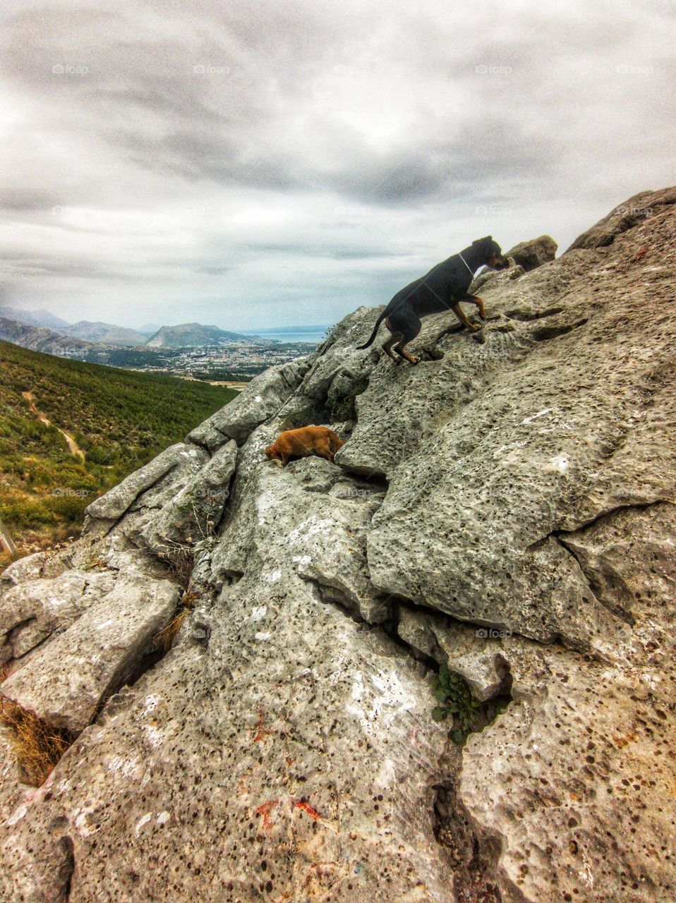 Two favorite mountain goats