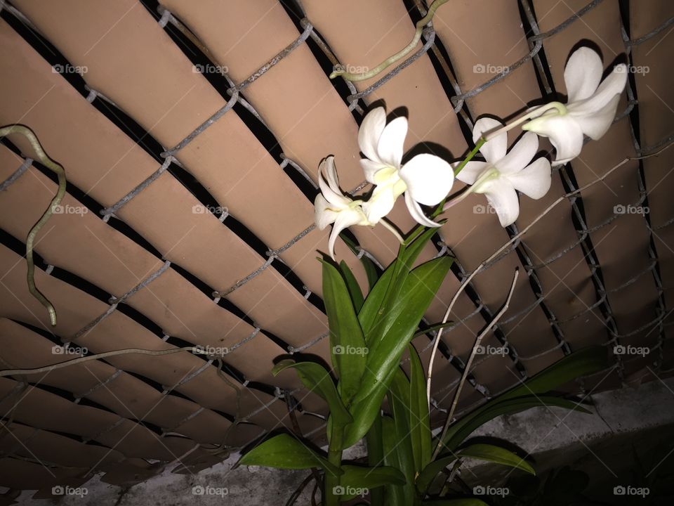 white orchid flower. white orchid flower
