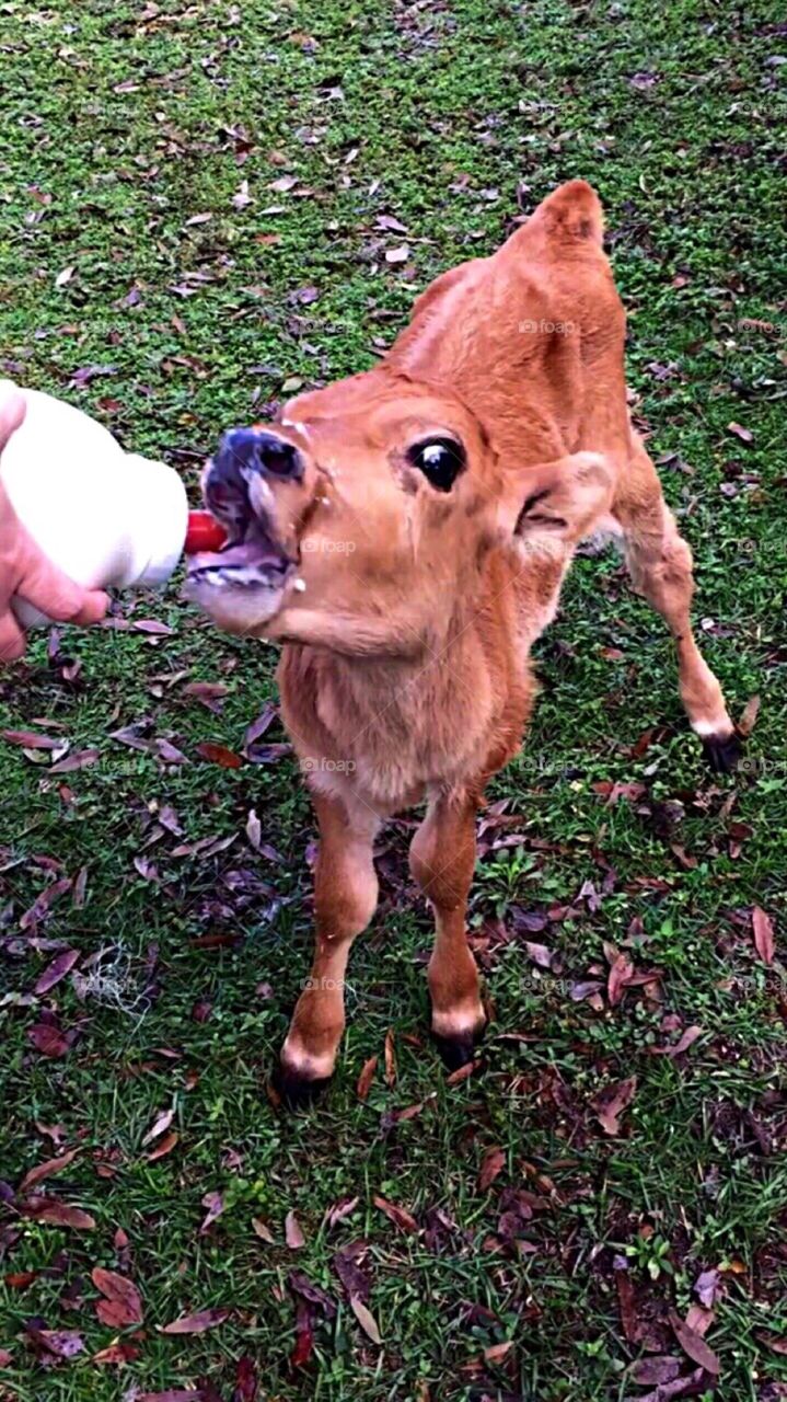 Baby cow bottle feeding on farm 