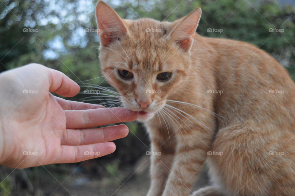 ginger cat