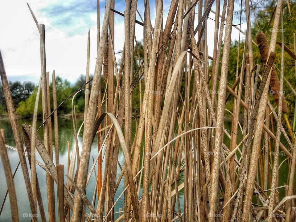 Cattails in the Pond