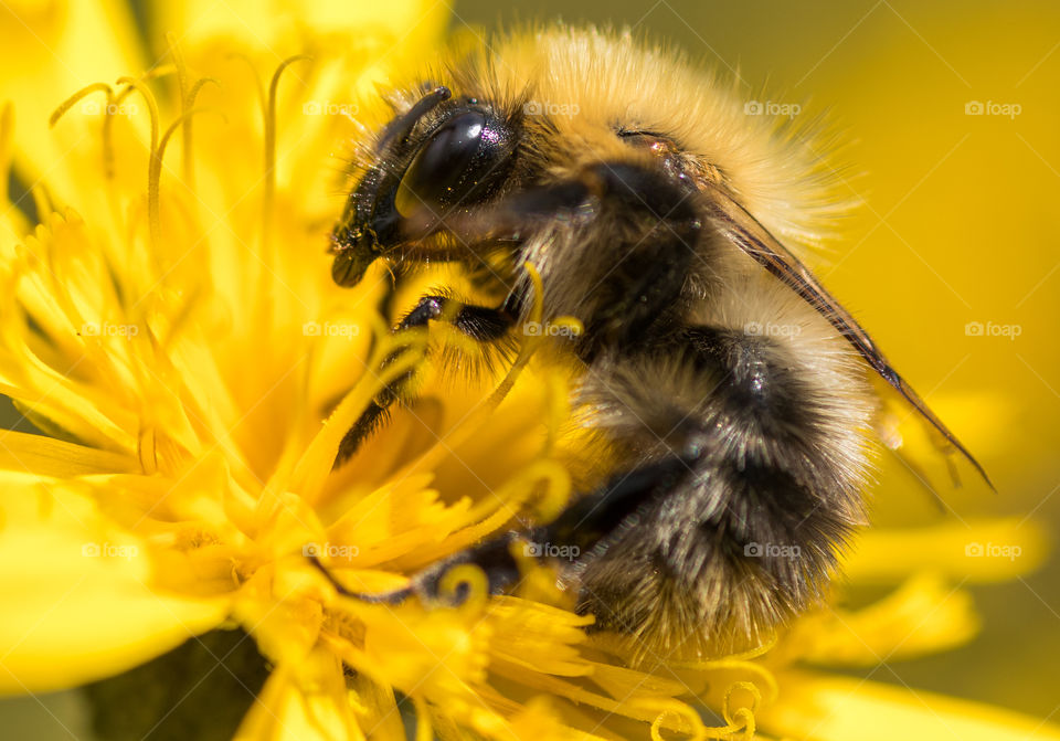 macro photo of a bumblebee on a yellow flower