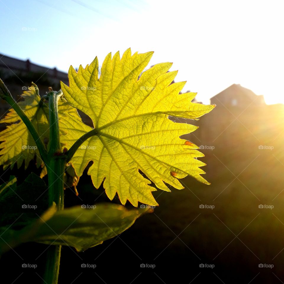 grape leaf