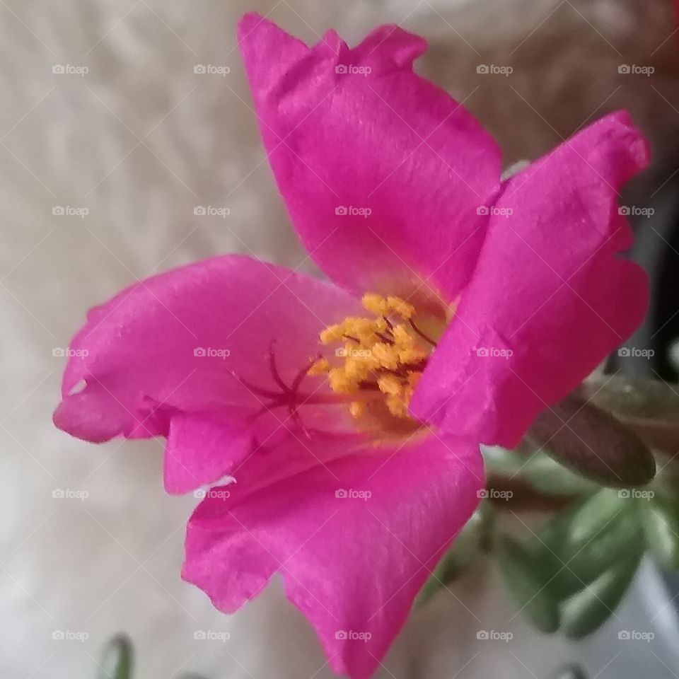 My succulent pink flowet and its star.    ดอกรวงข้าวสีชมพู และดาวของดอก