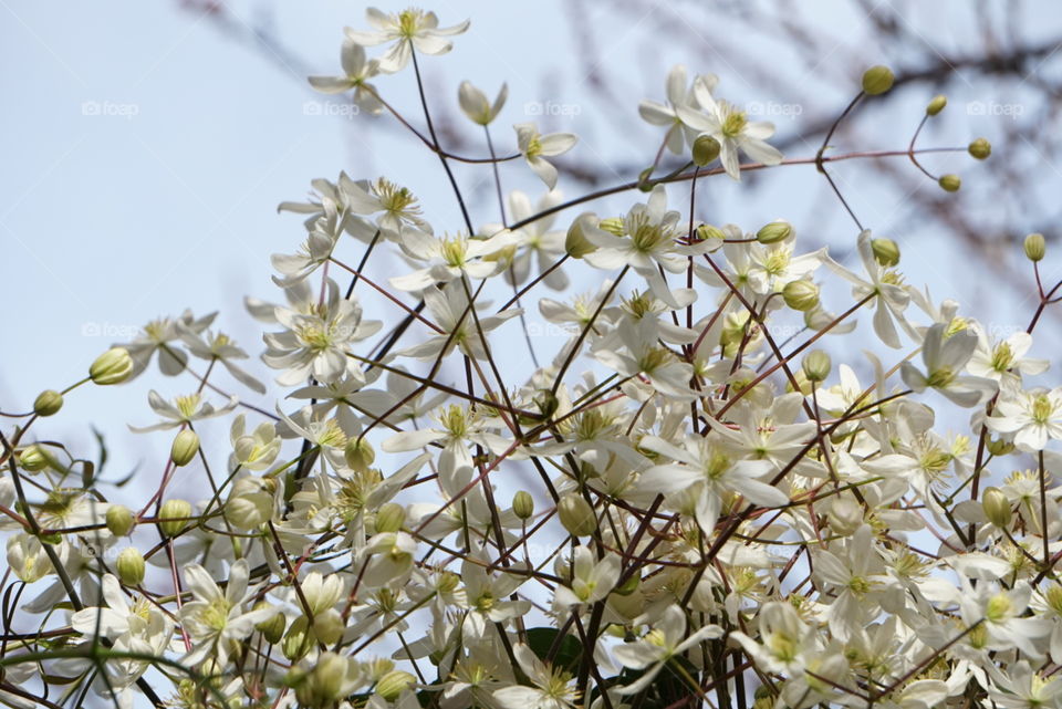 spring blossoms