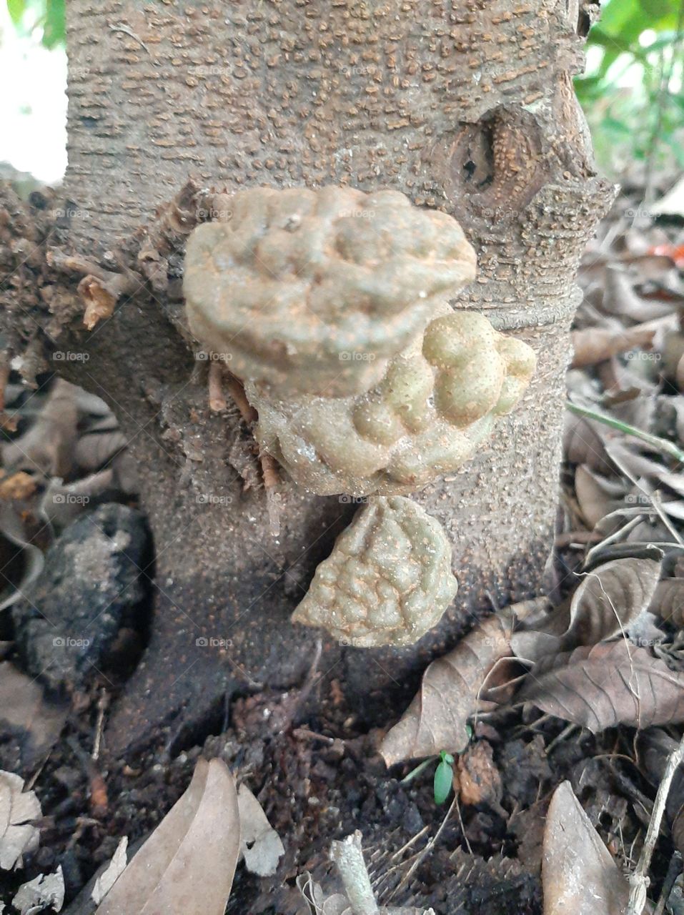 This is a one of beautiful fruit in my garden. Local Name:  Naminan/ Nan-Nan