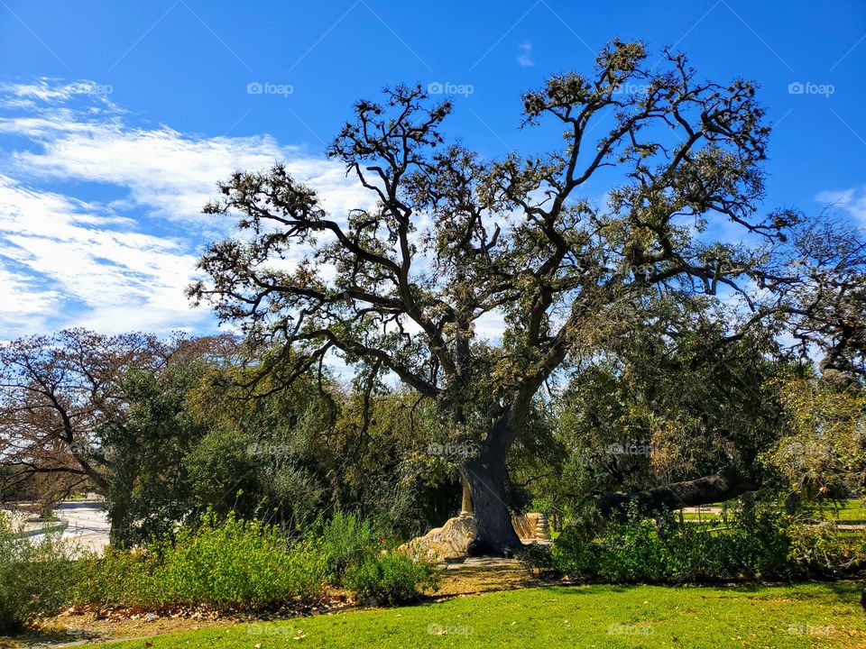 Landscape photo a mature oak tree surrounded by a xeriscape park garden in full Spring bloom on a sunny partly cloudy blue sky day.