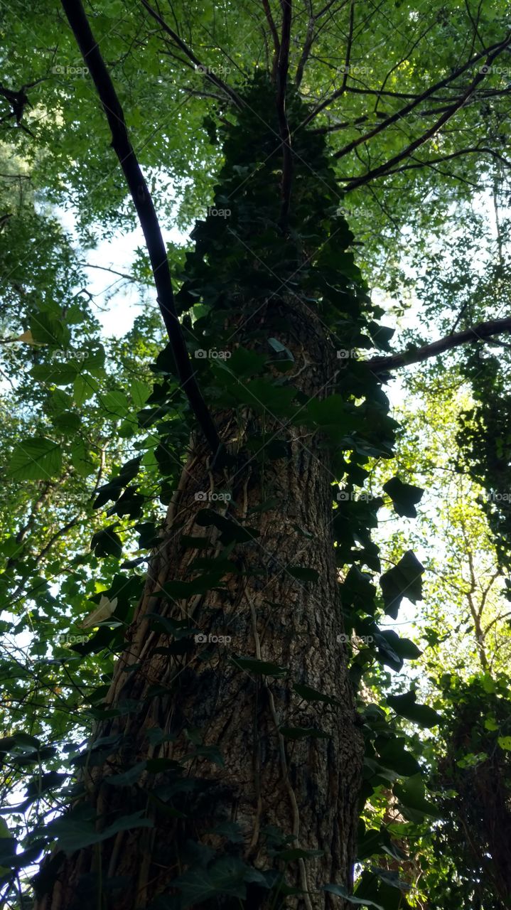 Tree, Wood, Nature, Leaf, Growth