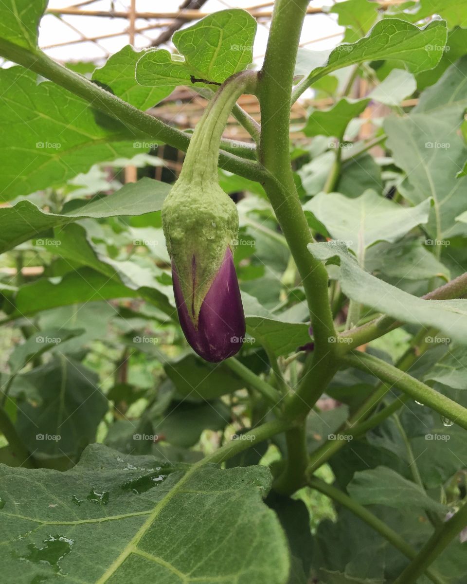 Eggplant organic
