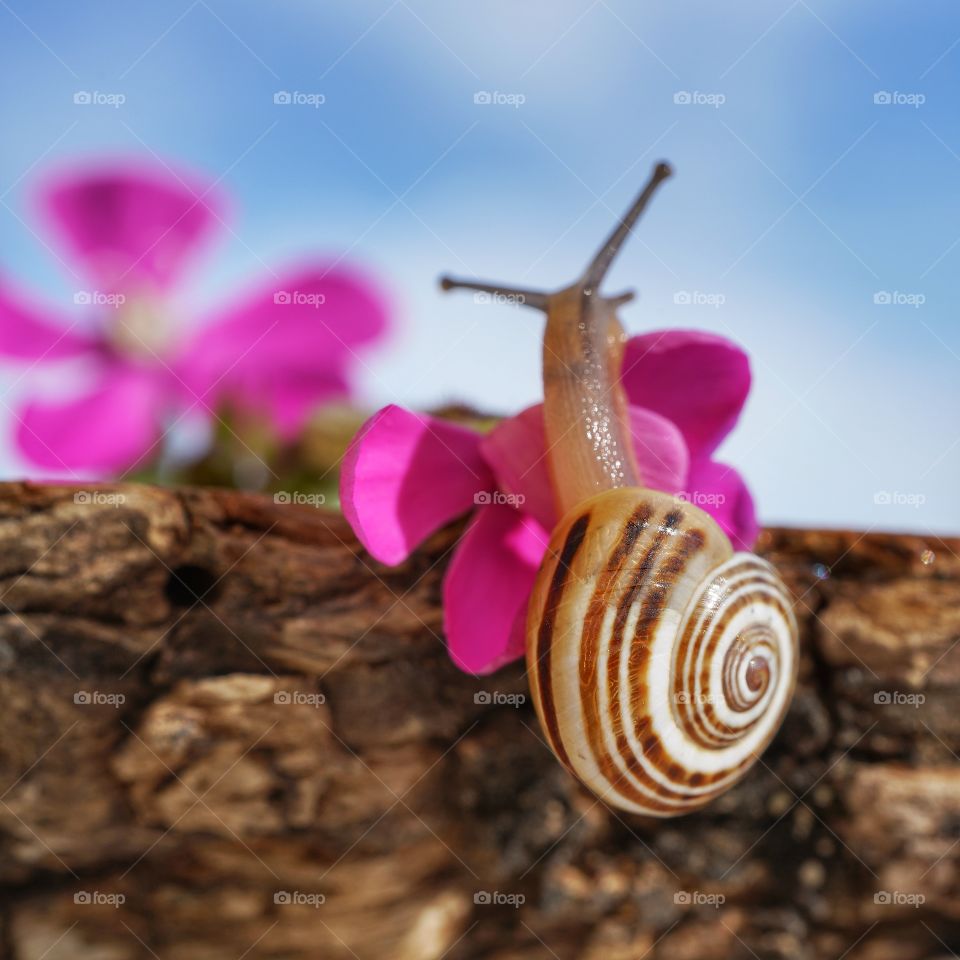 Snail 