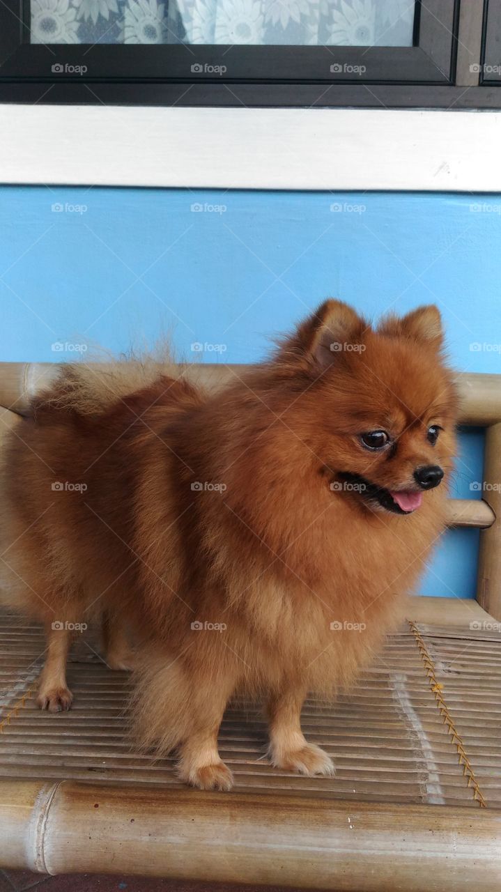 cute brown pomeranian mini dog