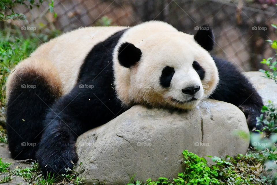 Bear hug. A sleepy panda hug his best friend at nap time.