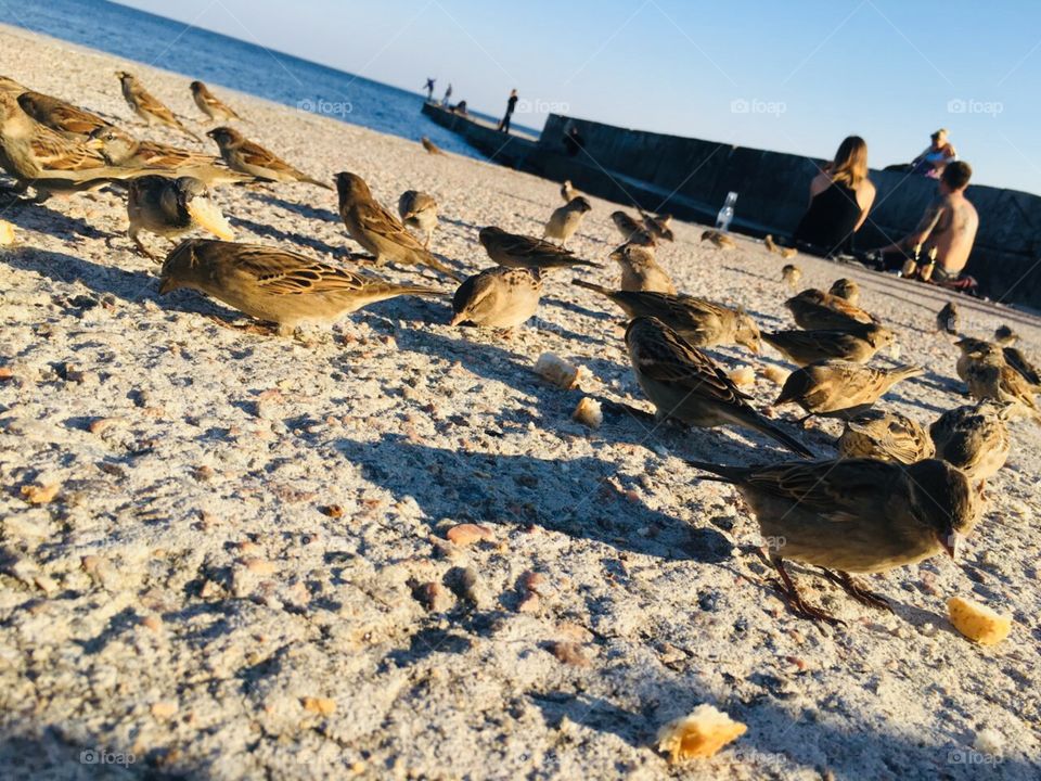 Воробьи на пляже