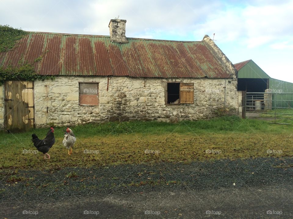 Chickens in Ireland