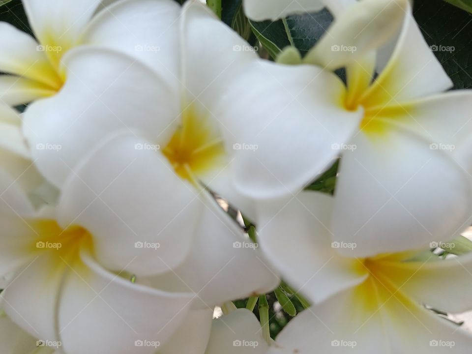 Beautiful Plumeria Flowers