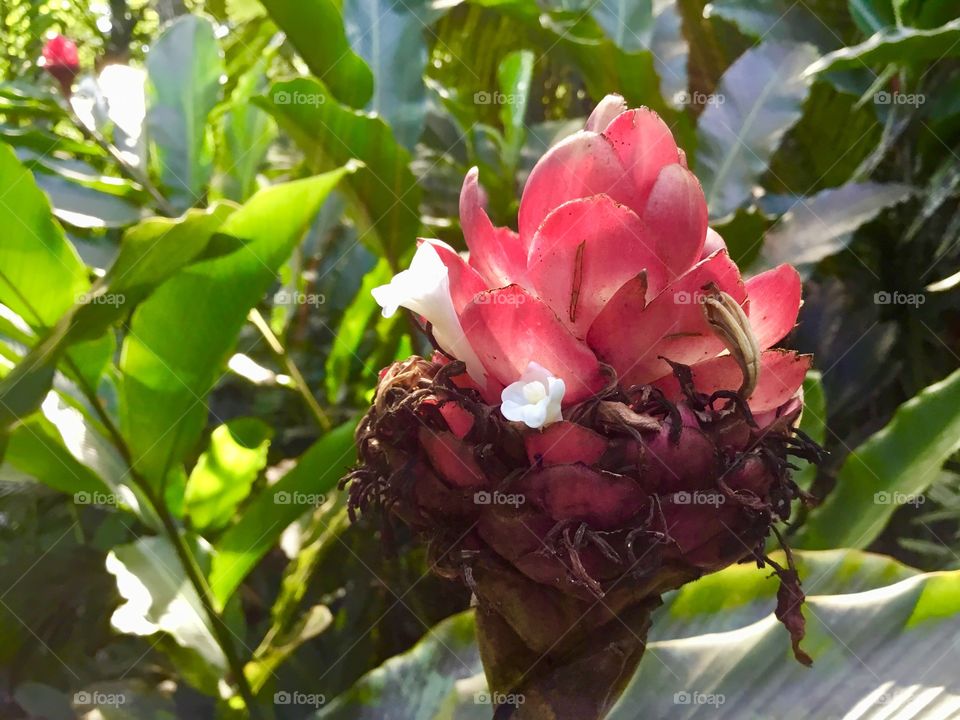 At Hawaii Tropical Botanical Garden