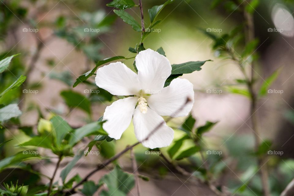 White summer flowers 