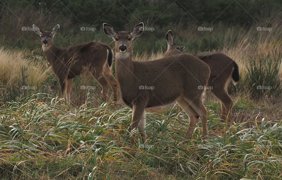 Deer Trio