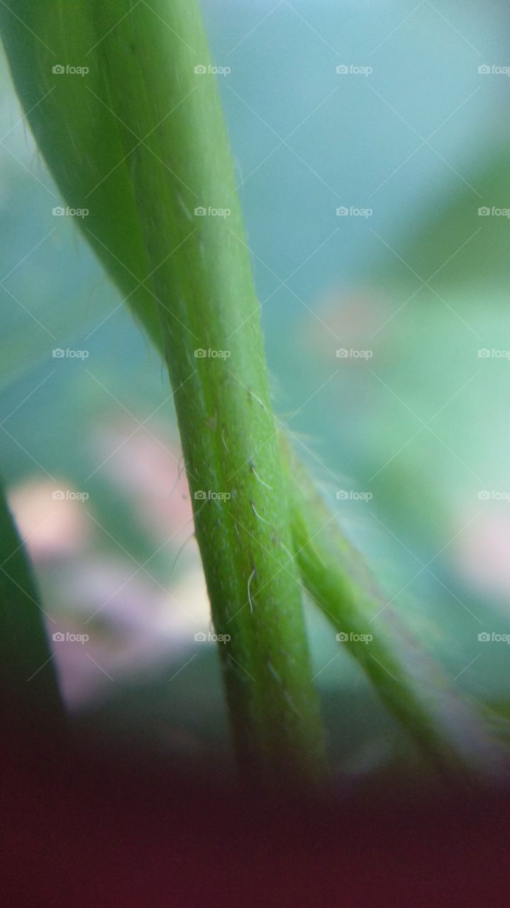 micro green stem