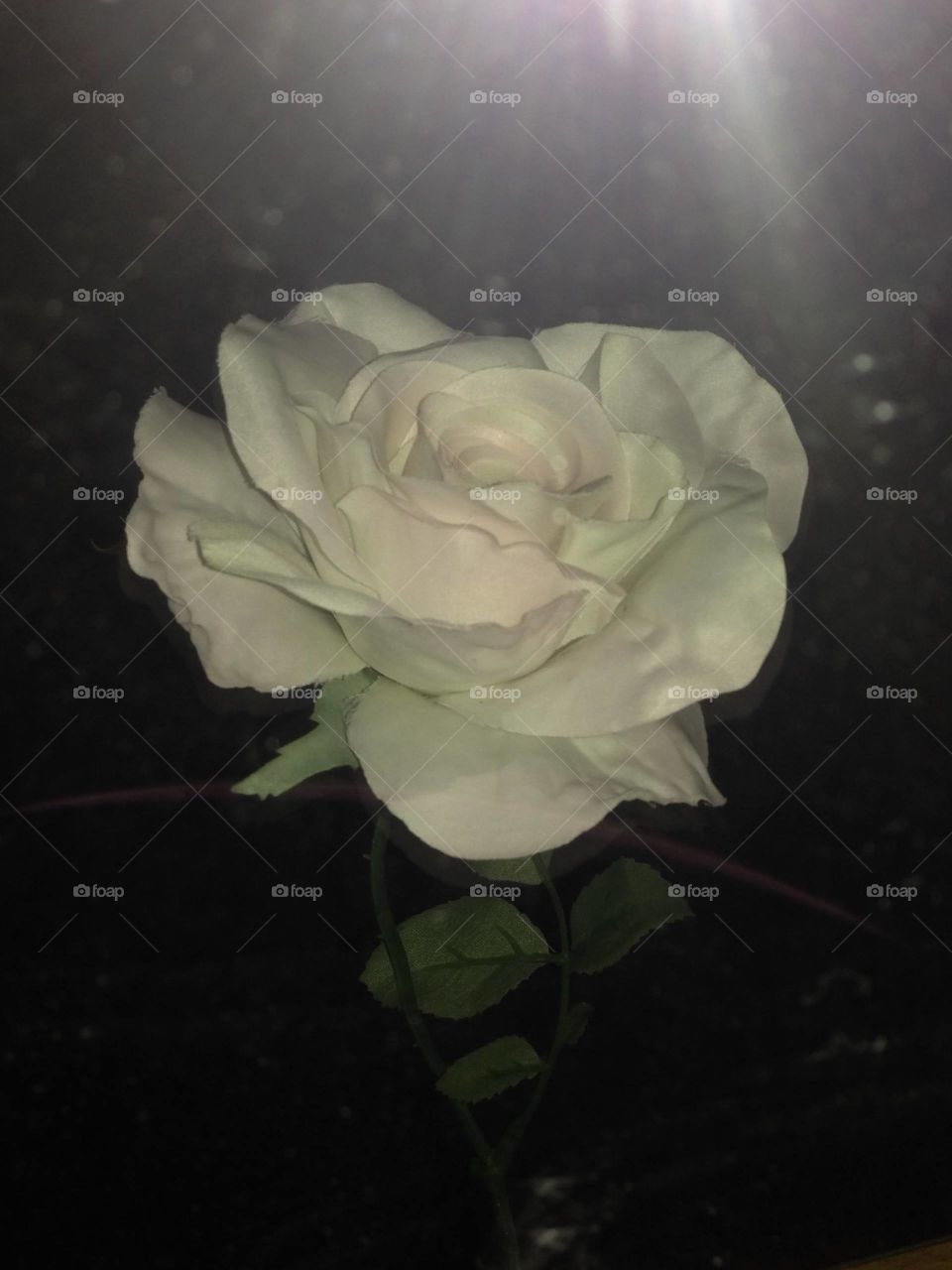 Photography started out as a hobby of mind and has grown into somewhat of a passion. I love sharing my work with others and I love that this platform allows photographers to receive praise and recognition for their work. I hope you enjoy my photos!