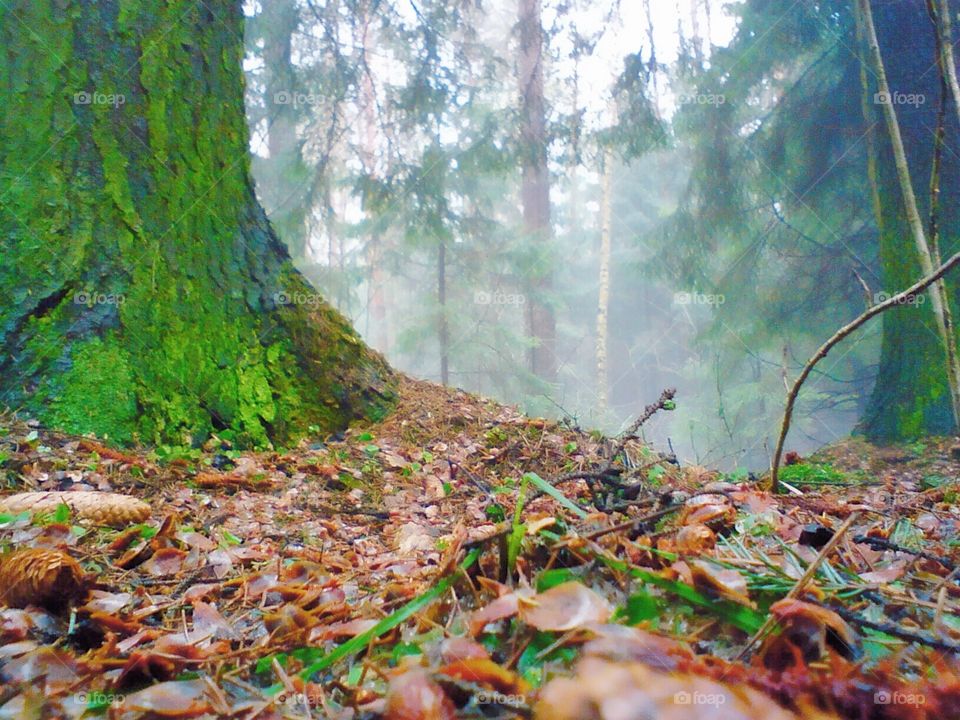 Autumn forest