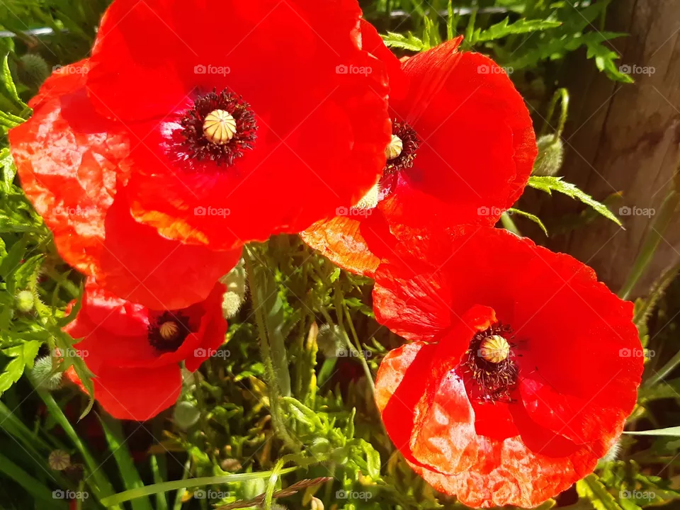 Poppy flower
