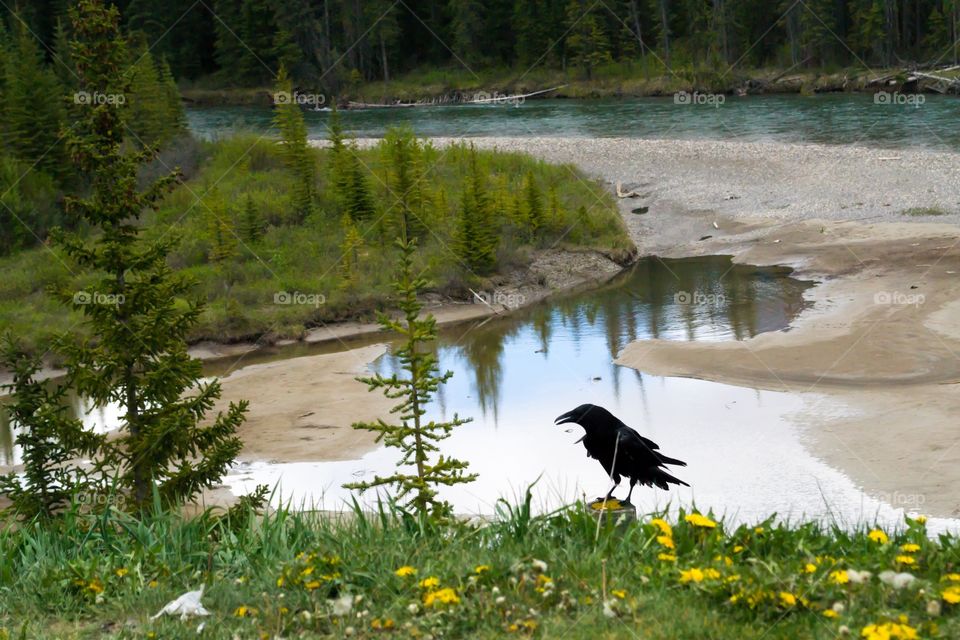 Wild black crow Raven in Rocky  mountains perched with river below 