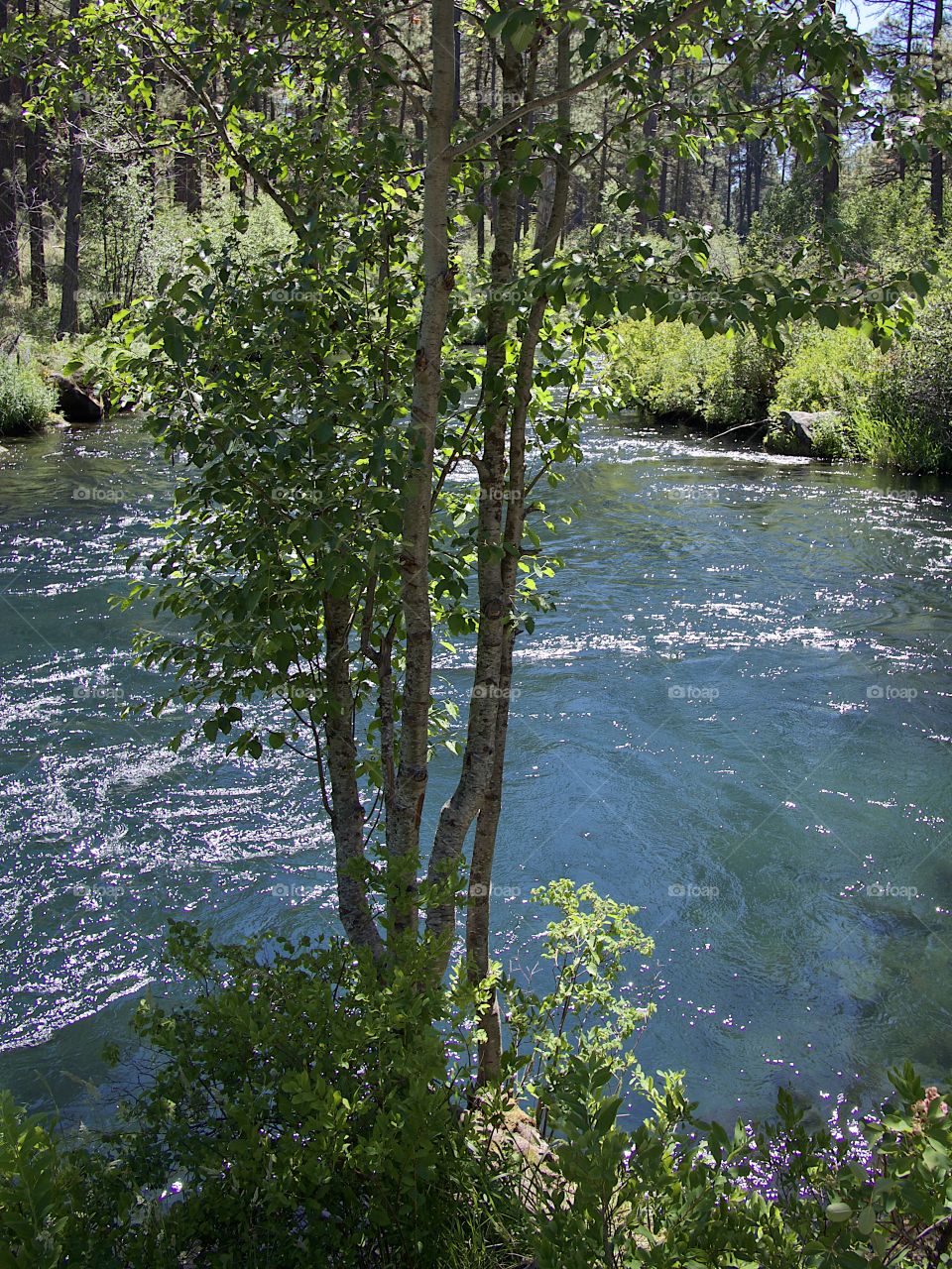 Young trees on the banks of Central Oregon’s Metolius River with blue and turquoise waters on a bright sunny summer afternoon. 