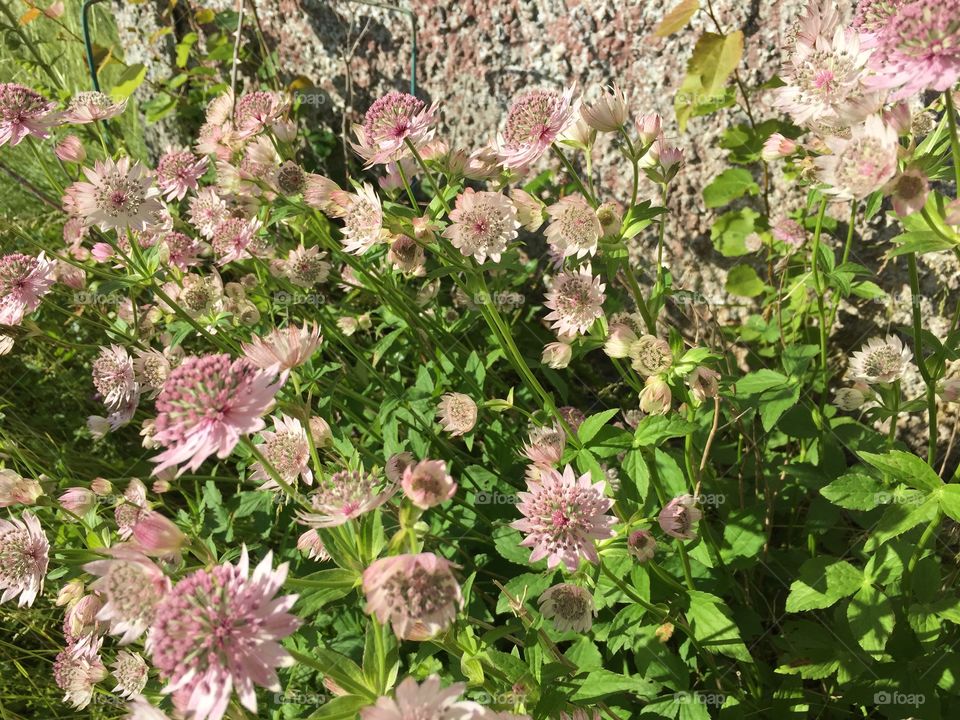 Astrantia