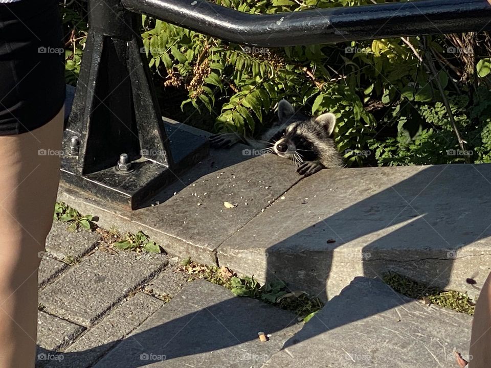 Raccoon with a curious glance 