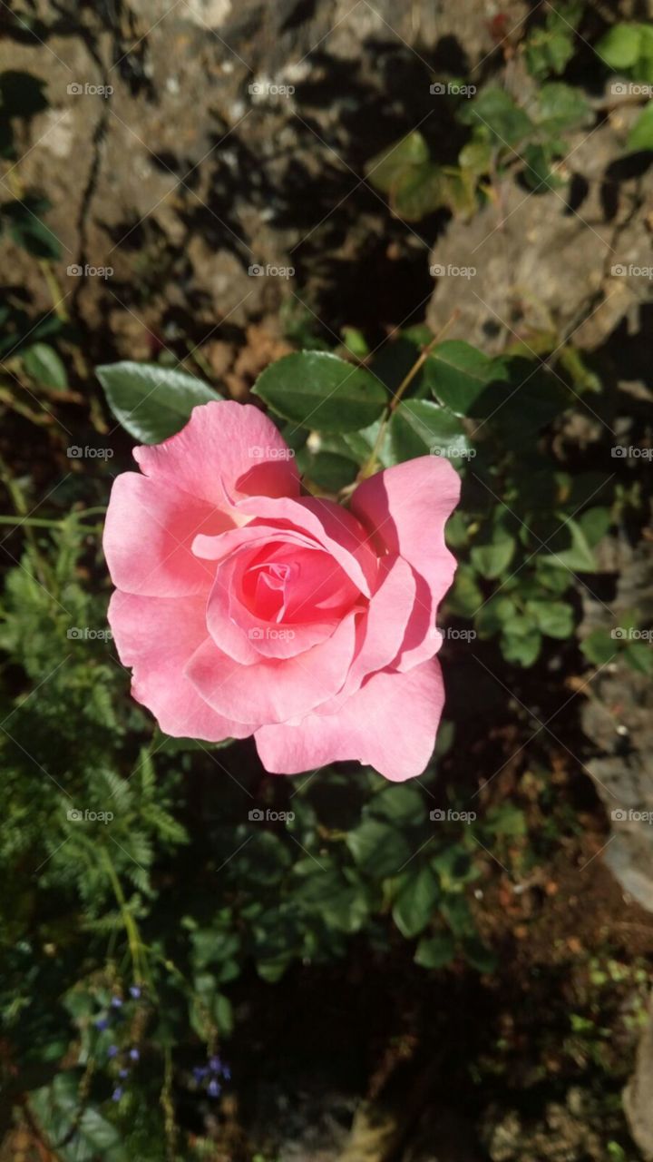 Pink Rose