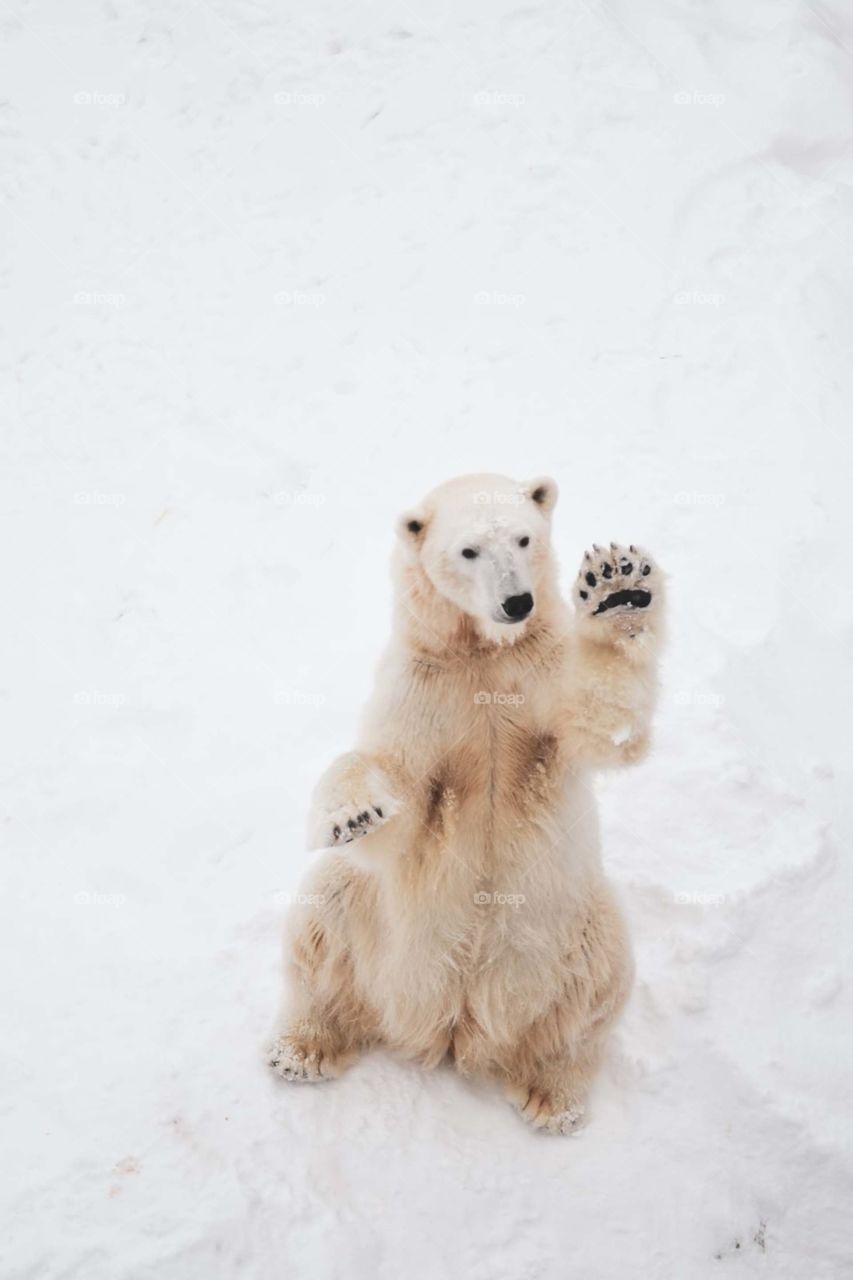 polar bear says you Hi