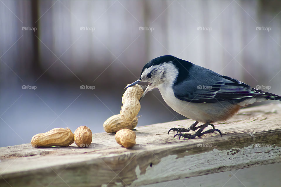 Nut hatch Eating Peanut