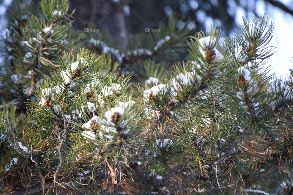 Tiny pine cones in the snow