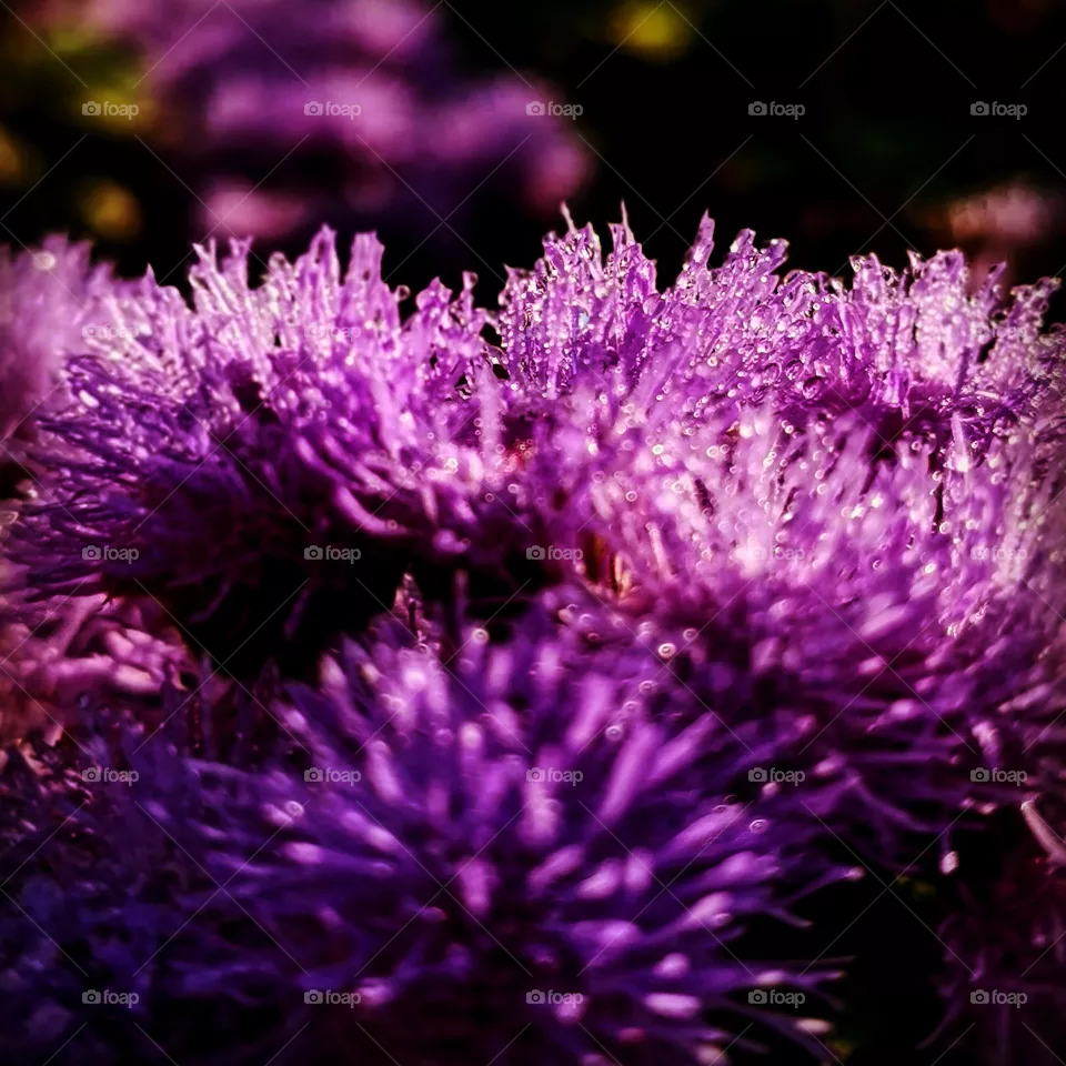 Flowers in dew