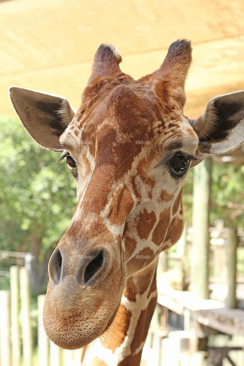 Giraffe