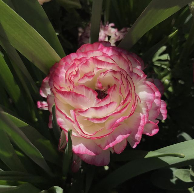 Layered petals in pink and white