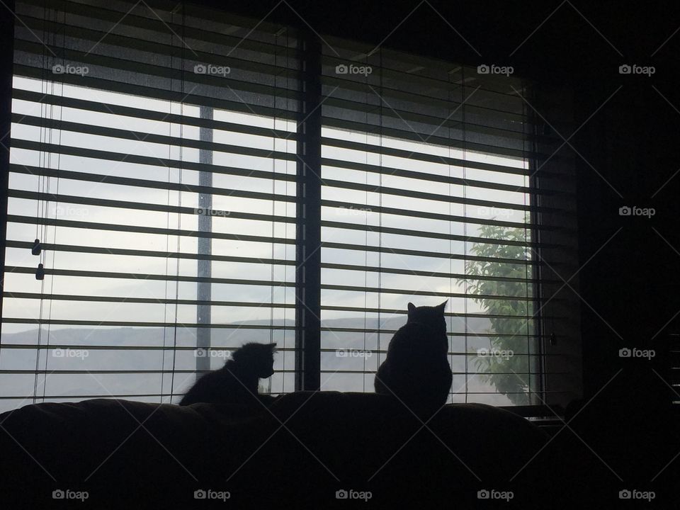 Kitties in summer shadows
