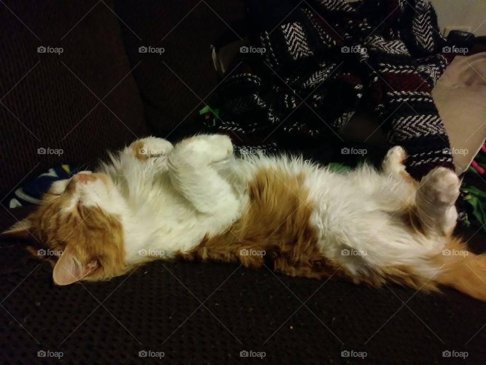 An orange and white cat named Natsu sleeping on his back π